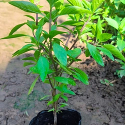 Chậu cây húng quế 478550