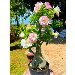 Hạt giống hoa sứ ghép Thái Lan 2 màu hoa viền trắng viền hồng - Bịch 10 hạt – Mã số 1265 341744