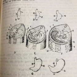 PHÔI THAI HỌC NGƯỜI 470879