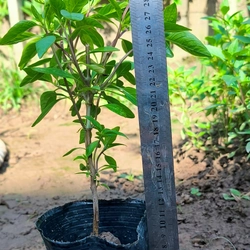 Chậu cây húng quế 478550