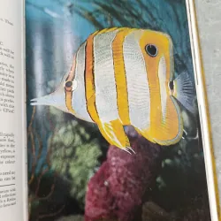 MANUAL OF COLOUR PHOTOGRAPHY (HƯỚNG DẪN NHIẾP ẢNH MÀU) - EDWARD S. BOMBACK 791846