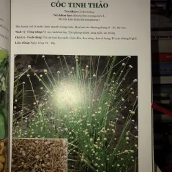 Thuốc Nam - Lương y Nguyễn Công Đức 763835