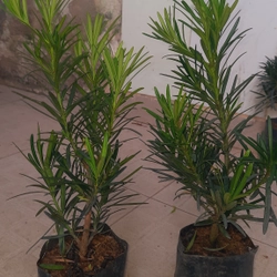 Cây tùng La Hán, chiều cao 40cm, như hình chụp 