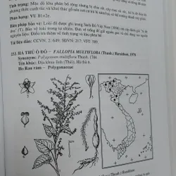 SÁCH ĐỎ VIỆT NAM - PHẦN THỰC VẬT  568462