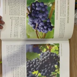 tài liệu tham khảo rượu vang 1019350