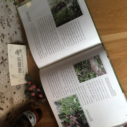 Sách tranh tiếng anh Breakfast in the Rainforest: A Visit with Mountain Gorillas, Used 476860