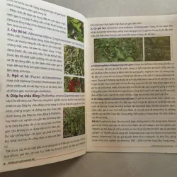 Những cây thuốc đặc biệt cho người bệnh gan 779977