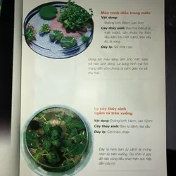 Cây cảnh trong nước - Trồng và chăm sóc 100 loại cây cảnh trong nước  732804