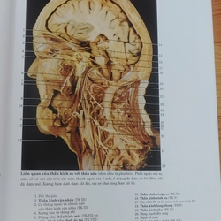 ATLAS GIẢI PHẪU NGƯỜI  525866
