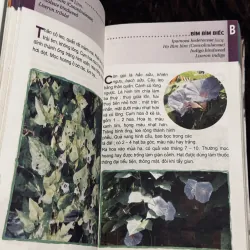 Từ điển tranh về các loài cây 932519