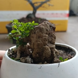 Sam hương ôm đá siêu mini 446280