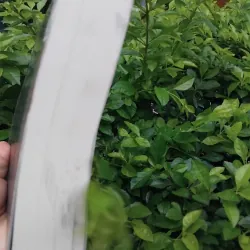 Tuyển tập Nguyễn Đình Lạp  992864