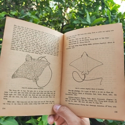 Cá Biển Việt Nam - The Marine Fishes Of VietNam - Tập 1 526446