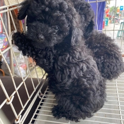 Chó poodle giới tính cái 272975