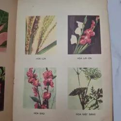 Từ điển học sinh - NXB Giáo dục 1972 - Từ điển học tập - tranh in màu 1006538