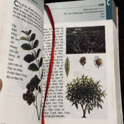 Từ điển tranh về các loài cây 932519
