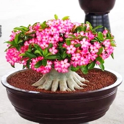 Bịch 10 hạt giống hoa sứ Thái Lan Bonsai kim tự tháp thân lùn, mix màu hồng trắng 209447