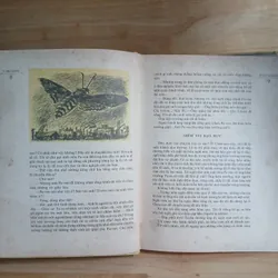 Ở Xứ Cỏ Rậm (Nxb Cầu Vồng, 1988) - Vla-đi-mia Bra-ghin 675487