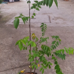 Cây khế chua , cây ươm hạt cao 50cm, như hình 501587