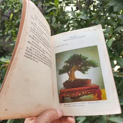 Bonsai Cây Kiểng Cổ - Trần Hợp 925345