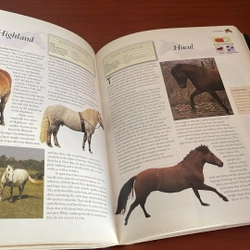 PICTURE BOOK The encyclopedia of horses & ponies 536856