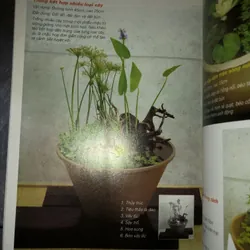 Cây cảnh trong nước - Trồng và chăm sóc 100 loại cây cảnh trong nước  732804