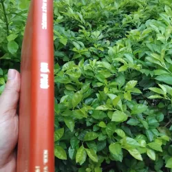 Hổ phù kịch lịch sử của Quách Mạt Nhược  994799