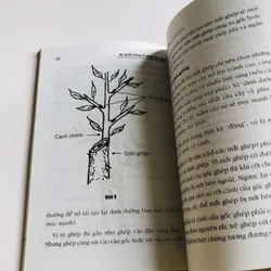 KỸ THUẬT TRỒNG VÀ GHÉP MAI VÀNG 696130