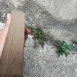 Thơ văn Nguyễn Bỉnh Khiêm  1022819