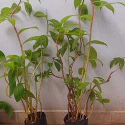 Cây mía dò - cây cát lồi (5-6 cây/chậu), như hình 502889