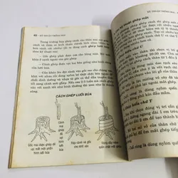 KỸ THUẬT TRỒNG MAI  595082