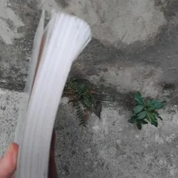 Amerca 's role in Asia ( Asian and American views ) 1021842