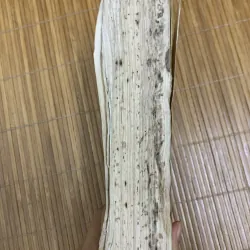 Bạch Lộc nguyên 2 tập - Trần Trung Thực 454790