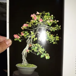 bonsai - Kunio Kobayashi 604214