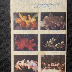 Tìm hiểu Hoa Lan, xuất bản năm 1990. 1046037