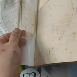 Tiêu Gì Cho Thời Gian Để Sống - Hoàng Việt Hằng 727247