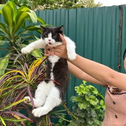K có time. Chăm soc cần nhượng lại 3em 2cái 1đực chuẩn anh lông ngắn 446471