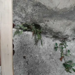 Nhà nho tài tử và văn học Việt Nam GS Trần Ngọc Vương  1036730