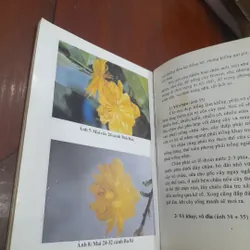Huỳnh Văn Thới - KỸ THUẬT TRỒNG và GHÉP MAI 573465