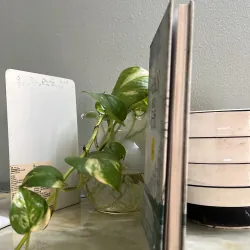 Đàn của gió 784225