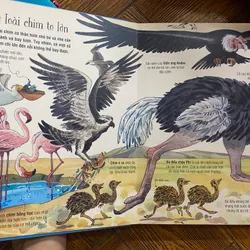Các Loài Động Vật Khổng Lồ - bộ sách cứng của nxb Đinh Tị 1055914