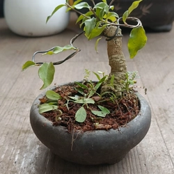 Hồng ngọc mai siêu mini [Bonsai siêu mini] [Bonsai để bàn]