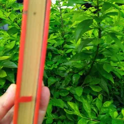 Ong mật phục vụ con người  của Ioiris  999669