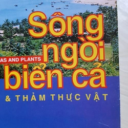 Song ngòi biển cả 325917