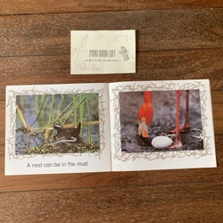 Combo 3c tập đọc Science Emergent Readers: Coral Reef; Desert; Nests, Nests, Nests, Used 477815