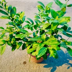 Cây chanh ta ăn lá ăn quả (đang hoa quả) cao 40-50cm 446057