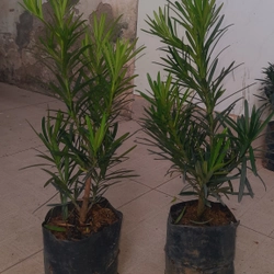 Cây tùng La Hán, chiều cao 40cm, như hình chụp  501590