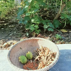 Đậu săng thanh nhiệt 