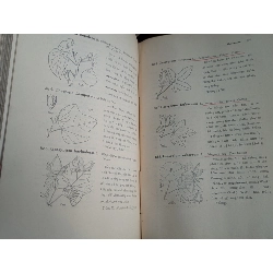Cây cỏ miền nam Việt Nam - Phạm Hoàng Hộ ( trọn bộ 2 tập ) 128641