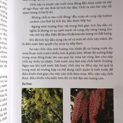 Ngành công nghiệp mắc ca trên thế giới và những bài học cho Việt Nam 654656